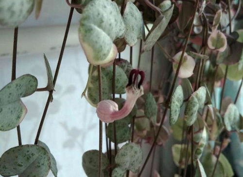 爱之蔓的扦插方法介绍