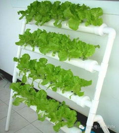 用锡纸反射热浪， 暖气片变身小温室