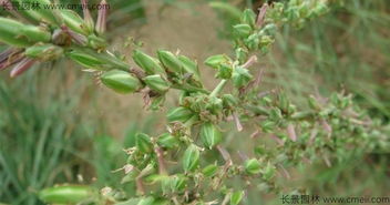 种子的答案：为什么秋播梗整齐