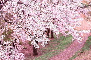 花田之谜：揭秘那些与樱花相似的花儿