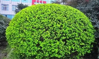 全冠苗：改变绿化用苗标准的趋势