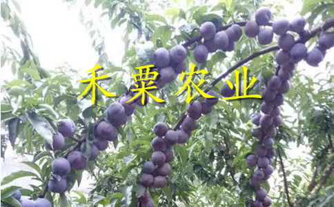 婺源山茶油树苗销售信息（重庆茶油基地电话）