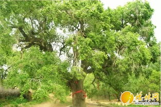 一、 土壤与光照