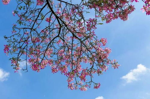 异木棉的花期揭秘：南北花友必堪养护指南