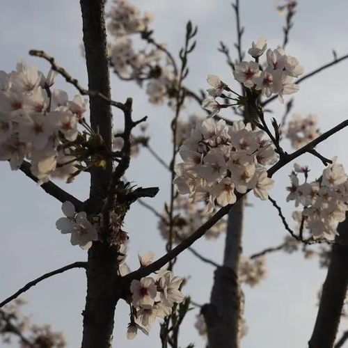 樱花修剪：剪去残花