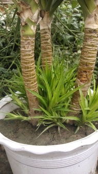 龙血树繁殖：扦插的乐趣