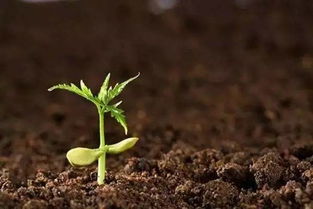 土壤，那可是花儿的大床呢！