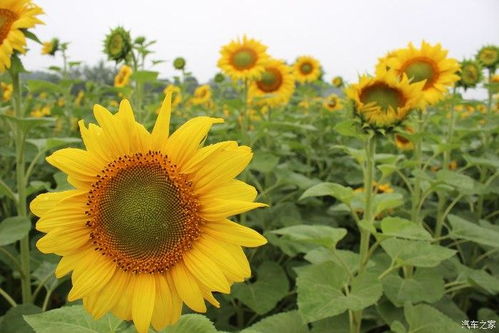 向日葵的花期是夏季，原来它在这个季节开