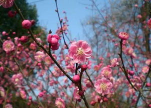 梅花的冬天：抗寒的骄傲