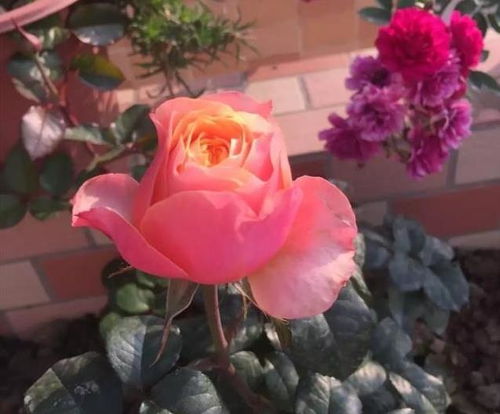 二、 去内留外避免交叉枝和盲枝