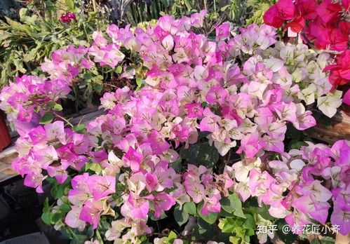 子孙球开花怎么拆？秘诀何在