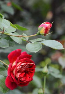 月季中暑的症状