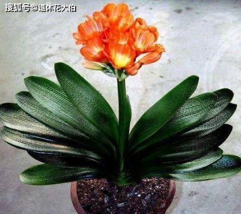 如何防治花卉植物的瘤状积食问题？