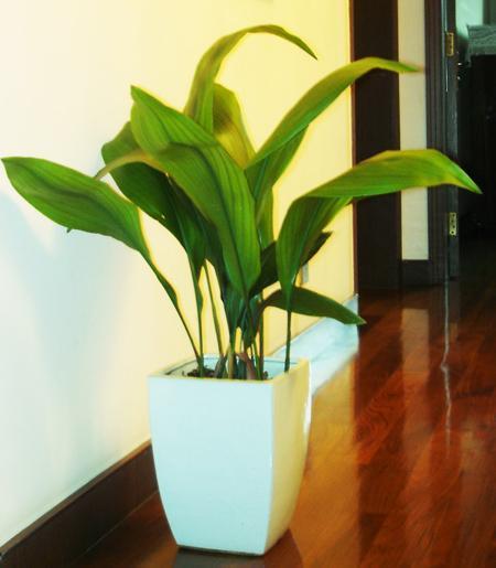 四季常绿， 净化空气的黄金葛