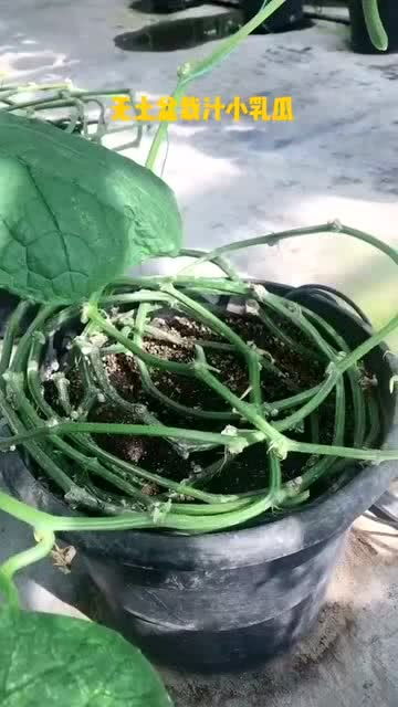 农药使用规范的施行情况