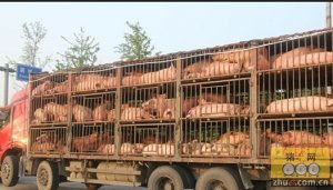 建造猪舍需要注意哪些7个关键要点