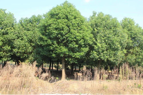 5. 园林植物配置与造景