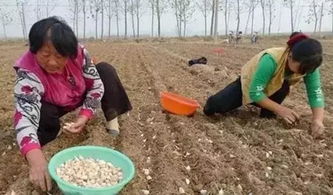 浇水问题：避免过度浇水