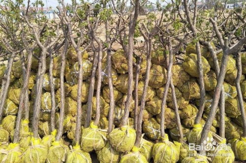 第二步：种植时间，精准把握