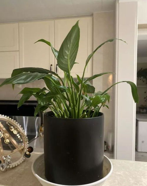室内观花植物是指适合在室内环境中生长并开花的植物