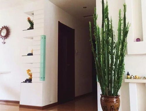 西晒窗台：高温战士集合