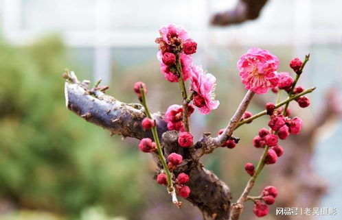 冬季梅花剪枝，如何保留花蕾绽放的秘密