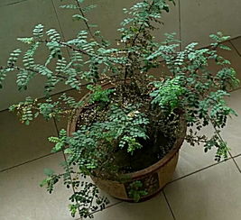 堪果脐颜色选成熟果实