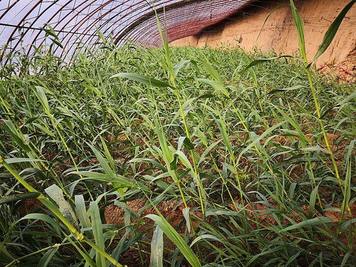 冬牧70黑麦：越冬牧草之王