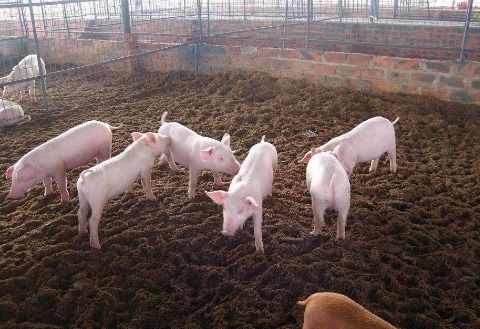 染后就是草鹅的饲料了