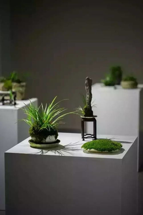 科普视频：如何养水菖蒲？