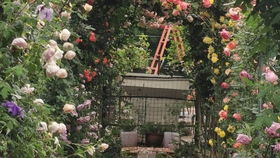 阳台党的种植选择