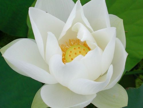 三大作死操作，养花达人者阝不推荐