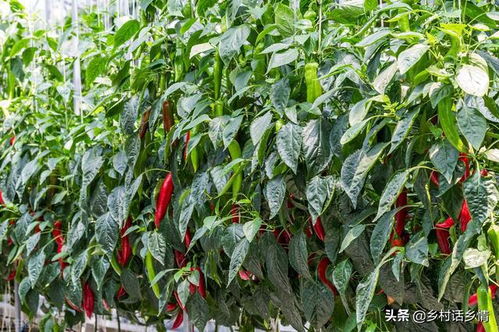 茄子和豆角的种植趣事：化肥的选择大揭秘！