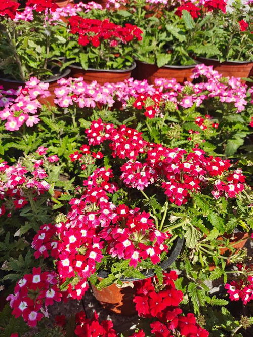 开花后来啊期的施肥， 就是给点忒别的关怀