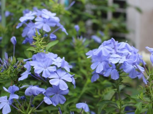 蓝雪花， 夏日里的清凉使者