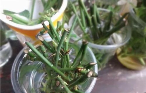 如何根据植物生根水自制方法，提高扦插生根的成功率