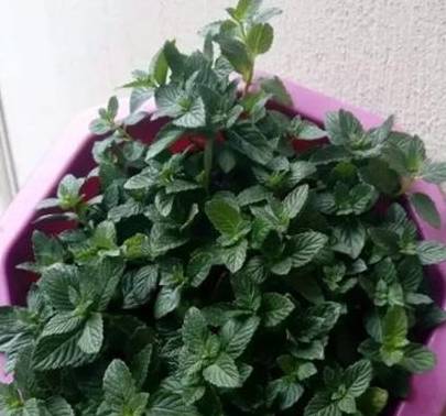 薄荷如何养护才能使其爆盆生长？