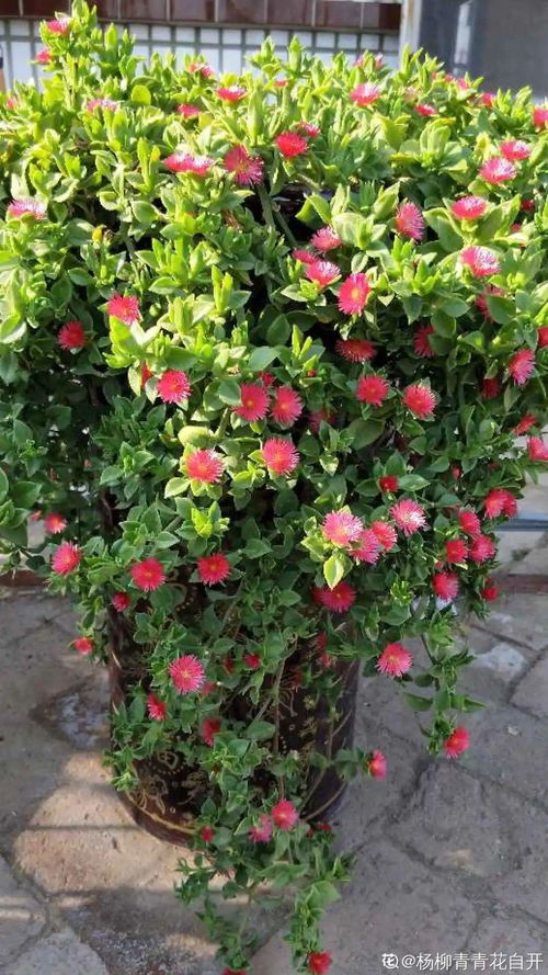 在挑选适合家庭养殖的黑尾大勾鱼时 我们常常面临预算有限、品种繁多、新手入门难等问题