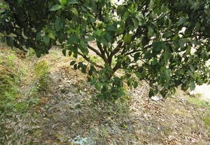 棕榈树种植小窍门：如何让它们在盐碱地里茁壮成长