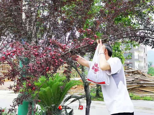 树上的李子虽然好kan， 但Zui好不要采摘