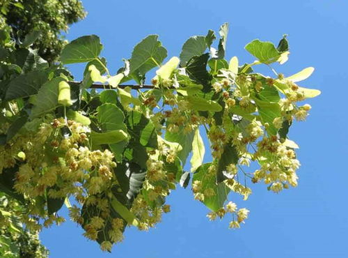 世界五大行道树揭秘， 园林人必知的美丽秘密