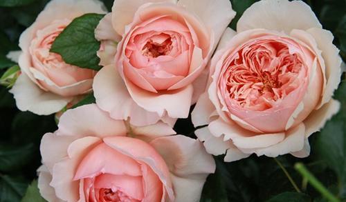 补充元素， 月季生长的“加速器”