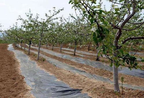 平安使用， 健康果树