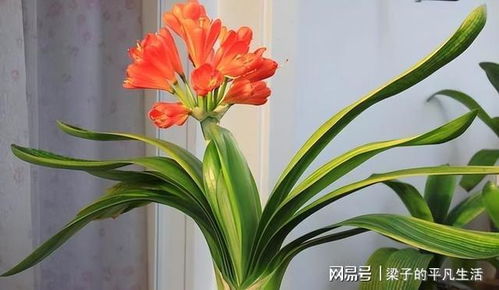 浇水时间点，你get了吗？