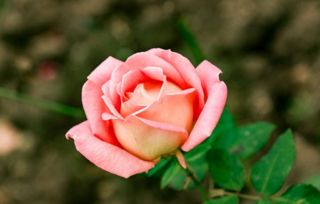 修剪时间：冬季月季休眠时期， 叶子颜色变深脱落，枝条变红，植株停止生长的时候。长江流域一般是在一月份进行。