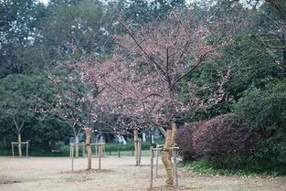 金银花：忍冬的耐寒极限