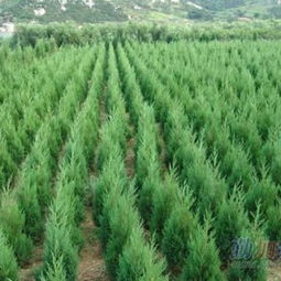 一株塔柏树苗大概多少钱一棵？