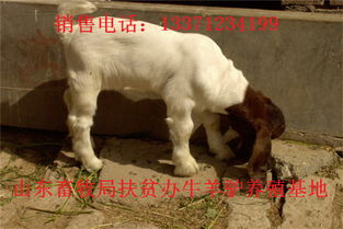 饲料质量培训中，如何根据畜牧养殖技术调整饲料配方以提高动物生长效率？