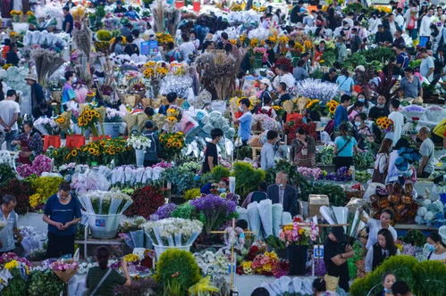 花的海洋，世界的奇迹