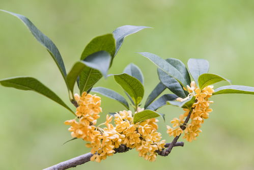 桂花盛开的季节是什么？原来这个时候赏桂花最好